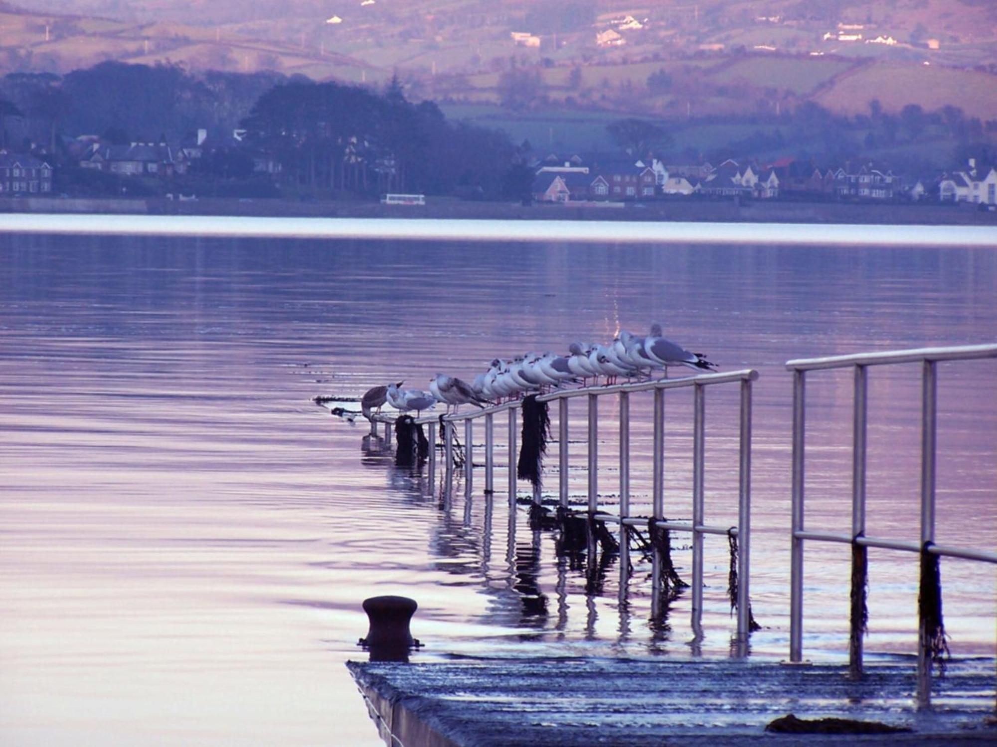 The Oystercatcher Lodge Carlingford Exterior foto